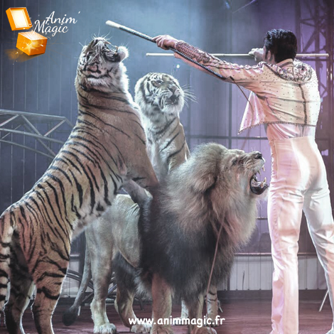 Un dresseur en costume blanc dirige un spectacle avec des tigres et un lion sur scène.